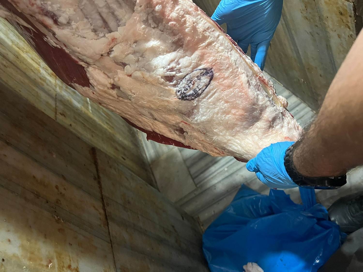 BÜYÜKŞEHİR ZABITASI KURBAN DENETİMİNDE